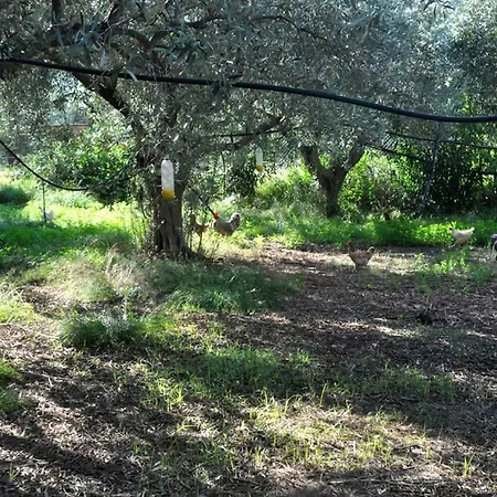 Willa Faidra's Farm