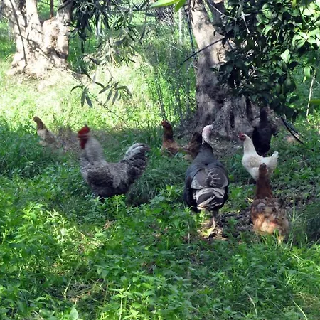Faidra's Farm *