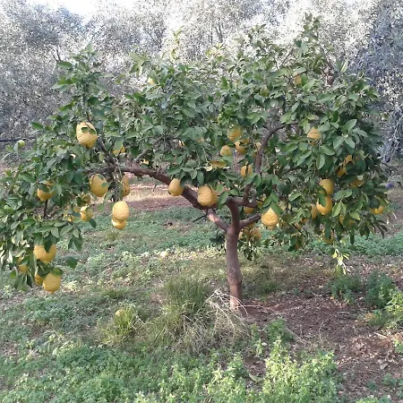 Villa Faidra's Farm Astros