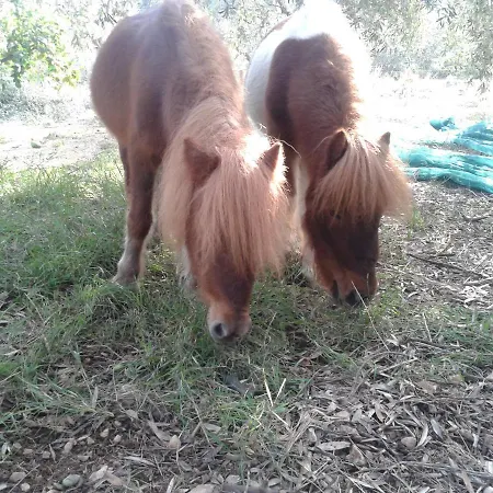 Faidra's Farm Villa Astros