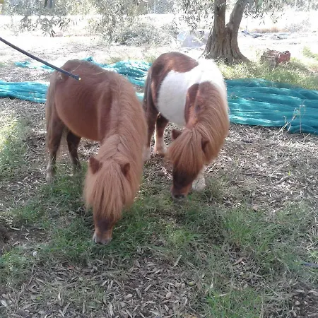 Faidra's Farm