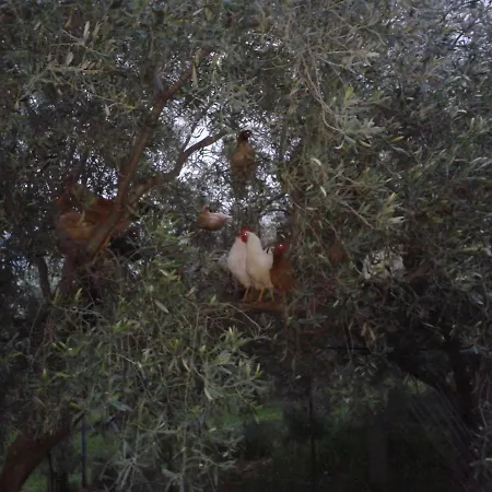 Willa Faidra's Farm *